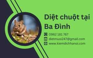 Dịch vụ diệt chuột tại Ba Đình – An toàn, hiệu quả, nhanh chóng