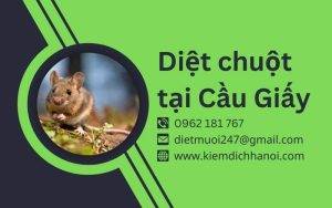 Dịch Vụ Diệt Chuột Tại Cầu Giấy – Hiệu Quả, An Toàn, Giá Tốt