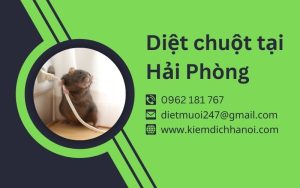 Dịch vụ diệt chuột tai Hải Phòng an toàn và hiệu quả