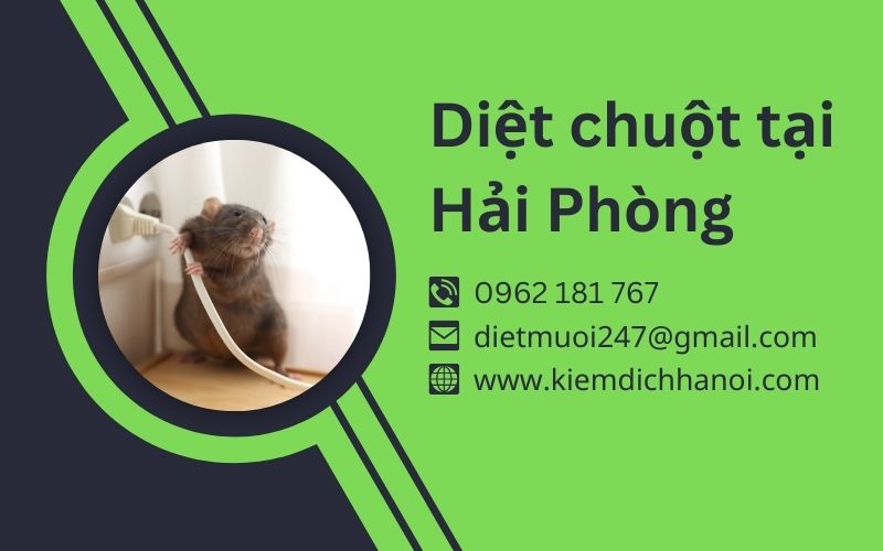 Dịch vụ diệt chuột tai Hải Phòng an toàn và hiệu quả ha1