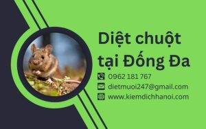 Dịch Vụ Diệt Chuột Tại Đống Đa – An Toàn, Hiệu Quả, Giá Tốt