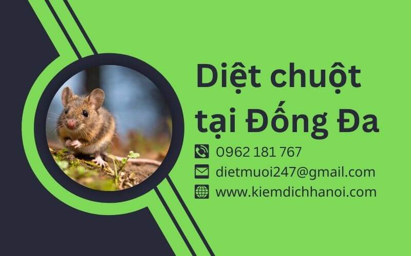 Dịch Vụ Diệt Chuột Tại Đống Đa – An Toàn, Hiệu Quả, Giá Tốt ha1