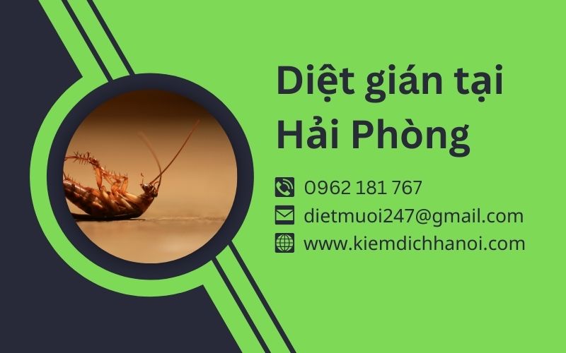 Dịch vụ diệt gián tại Hải Phòng hiệu quả tận gốc ha1