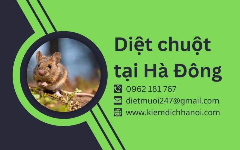 Dịch Vụ Diệt Chuột Tại Hà Đông – Hiệu Quả, An Toàn Và Uy Tín ha1