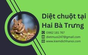 Dịch vụ diệt chuột tại Hai Bà Trưng – An toàn, hiệu quả cao