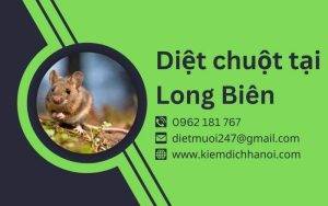 Dịch vụ diệt chuột tại Long Biên - An toàn, triệt để, hiệu quả