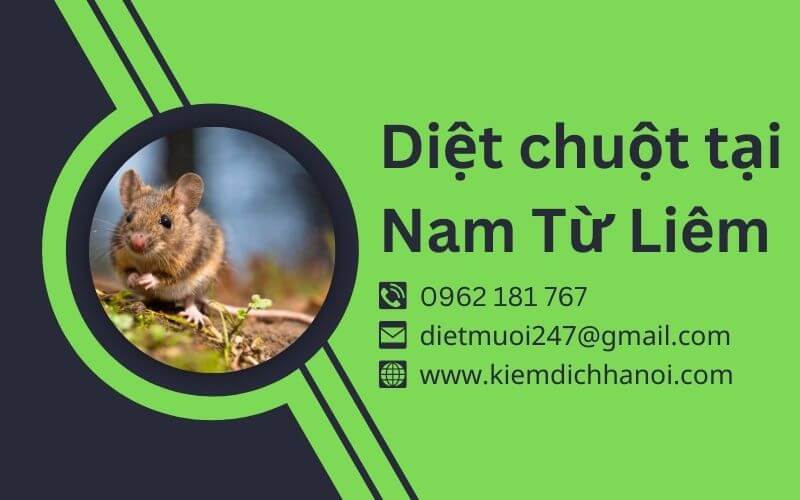 Dịch vụ diệt chuột tại Nam Từ Liêm - Hiệu quả, an toàn, triệt để