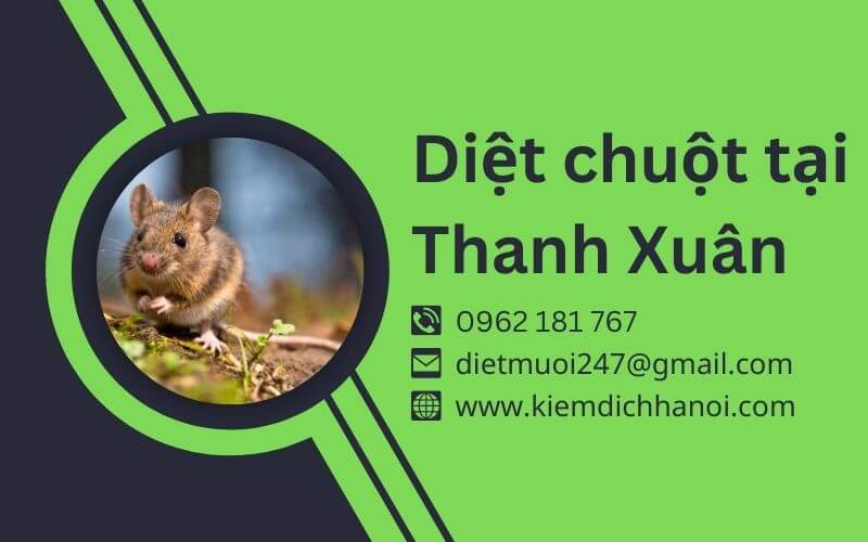 Dịch vụ diệt chuột tại Thanh Xuân - Hiệu quả, an toàn, giá tốt