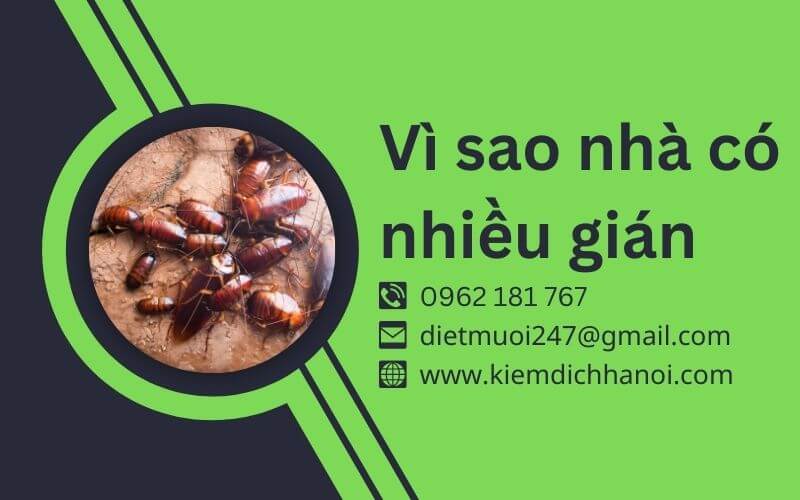 Vì Sao Nhà Có Nhiều Gián? Nguyên Nhân Và Cách Phòng Ngừa