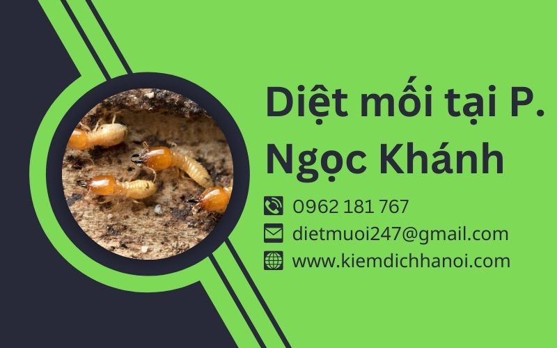 Dịch vụ diệt mối tại phường Ngọc Khánh