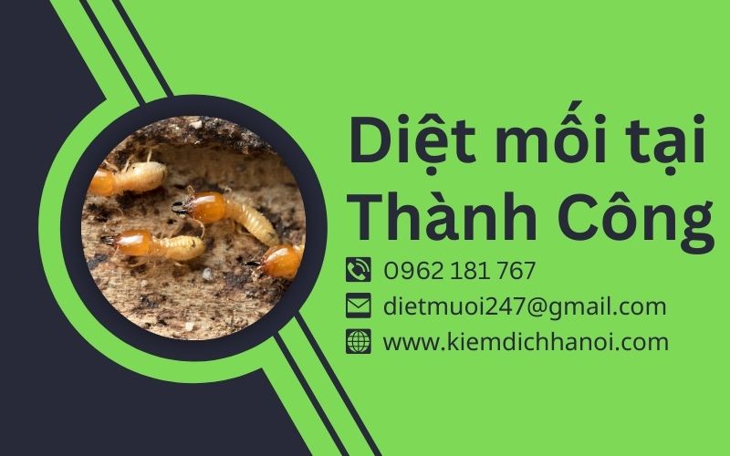 Dịch vụ diệt mối tại phường Thành Công tận gốc, an toàn ha1