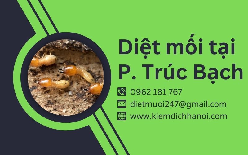 Dịch vụ diệt mối tại phường Trúc Bạch uy tín giá rẻ