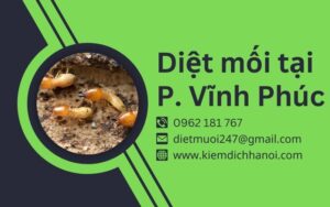 Dịch vụ diệt mối tại phường Vĩnh Phúc tận gốc, uy tín