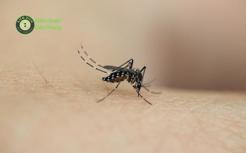 Bị muỗi đốt có nên bôi dầu gió không? 5 Cách đuổi muỗi tốt Muỗi đọt sưng to