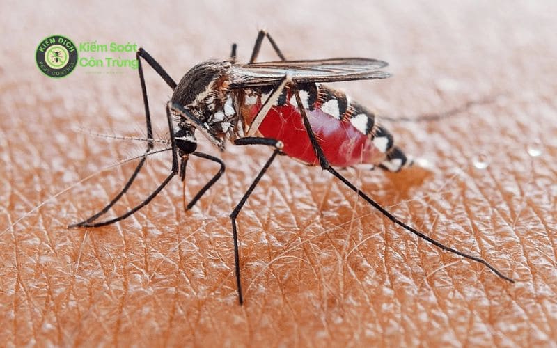 Bị muỗi đốt có nên bôi dầu gió không? 5 Cách đuổi muỗi tốt Muỗi đọt sưng to