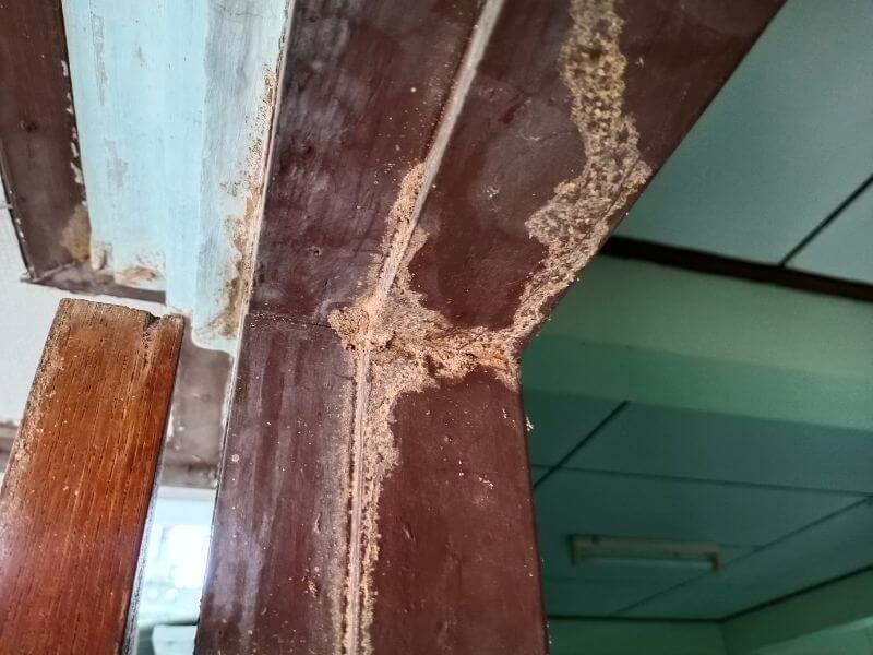 Dịch vụ diệt mối tại Đắk Lắk tận gốc, uy tín, giá rẻ ha1 Dịch vụ diệt mối tại Đắk Lắk tận gốc, uy tín, giá rẻ ha1