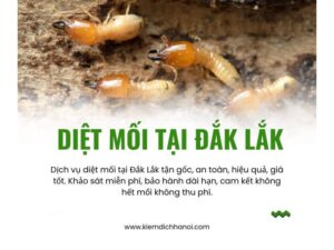 Dịch vụ diệt mối tại Đắk Lắk tận gốc, uy tín, giá rẻ