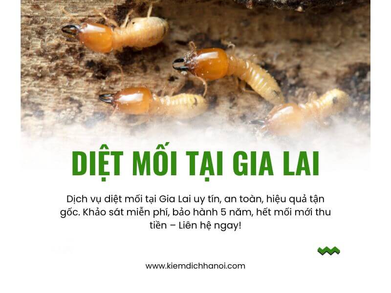 Dịch vụ diệt mối tại Gia Lai tận gốc an toàn, hiệu quả