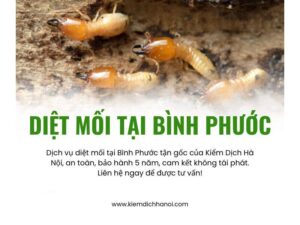 Dịch vụ diệt mối tại Bình Phước tận gốc và uy tín