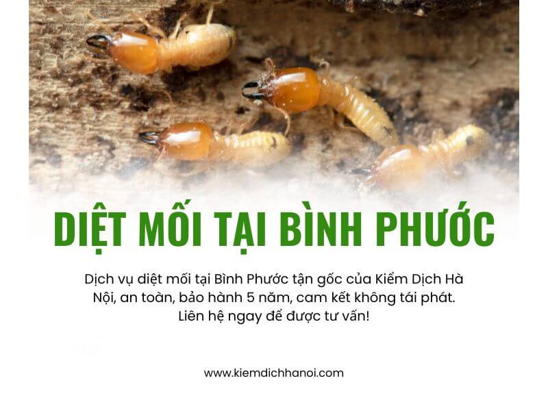 Dịch vụ diệt mối tại Bình Phước tận gốc và uy tín