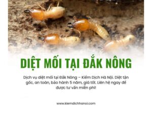 Dịch vụ diệt mối tại Đắk Nông hiệu quả tận gốc, giá tốt
