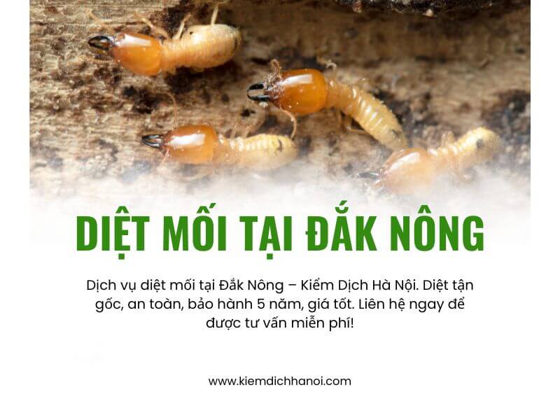 Dịch vụ diệt mối tại Đắk Nông hiệu quả tận gốc, giá tốt