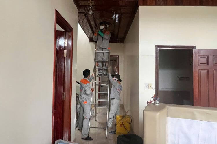 Dịch vụ diệt mối tại Hà Nội tận gốc