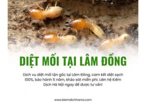 Dịch vụ diệt mối tận gốc tại lâm đồng uy tín, hiệu quả cao