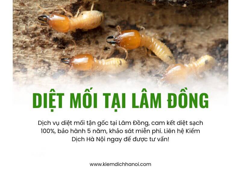 Dịch vụ diệt mối tận gốc tại lâm đồng uy tín, hiệu quả cao