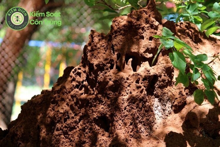 Hướng dẫn 3 cách diệt mối ăn cây trồng hiệu quả và an toàn ha1